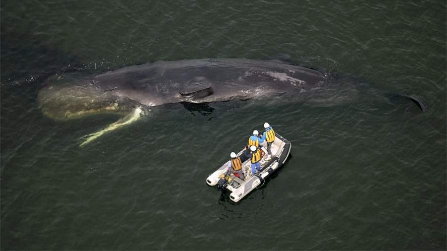 Восьмиметровый кит умер после того, как заплыл в устье реки Йодо