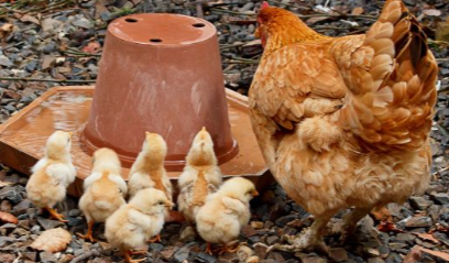 Новая вспышка птичьего гриппа в Японии привела к гибели 140 000 цыплят