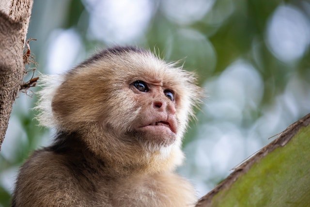 Ученые рассказали, эволюционируют ли обезьяны сегодня