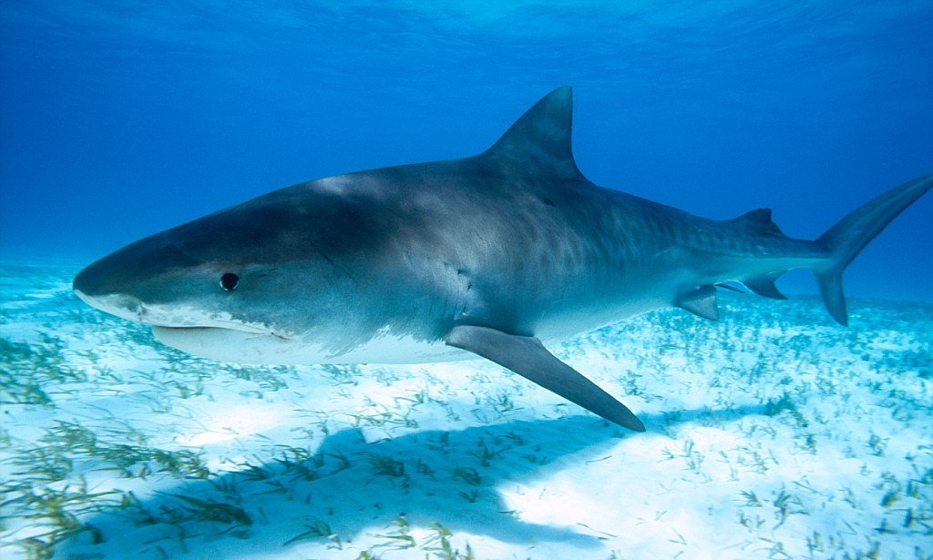 Эксперт объяснил, как держаться подальше от акул в Красном море