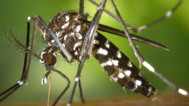 Комары не станут проблемой для жителей Москвы до июня