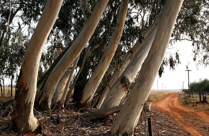 В Австралии назвали "мировым позором" историю со срубом нескольковекового эвкалипта
