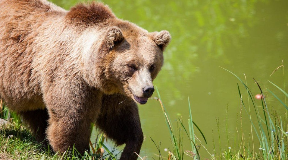 Эксперт по выживанию Халилов рассказал, что при встрече с медведем необходимо замереть
