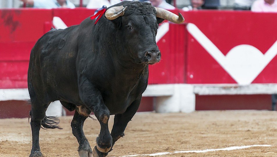 В Испании бык затоптал участника традиционного забега с животным