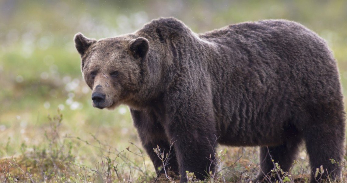 Медведь-шатун напал на бригаду лесозаготовщиков в Республике Коми