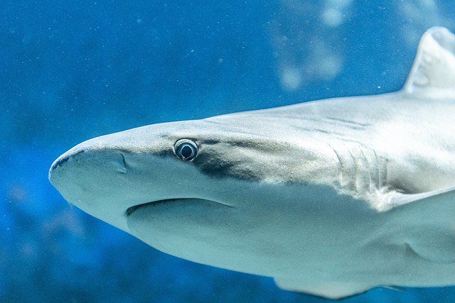 В Новой Зеландии огромная белая акула откусила киту голову на глазах у спасателей