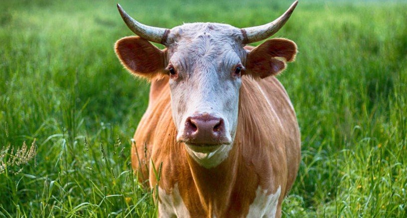 На Кубани ученые впервые в России провели успешное клонирование коровы