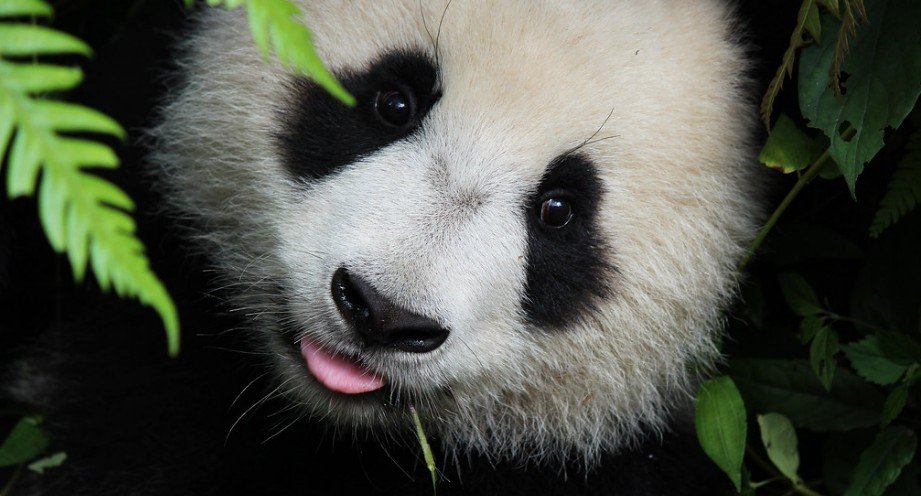 Китайский зоопарк превратил собак в панд для привлечения посетителей
