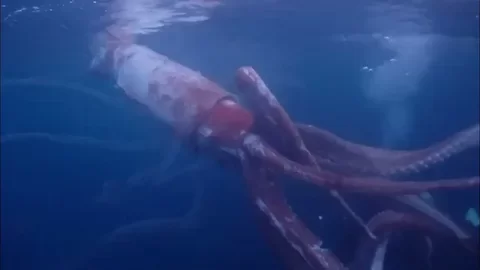 SOI: молодую особь гигантского кальмара засняли в арктических водах