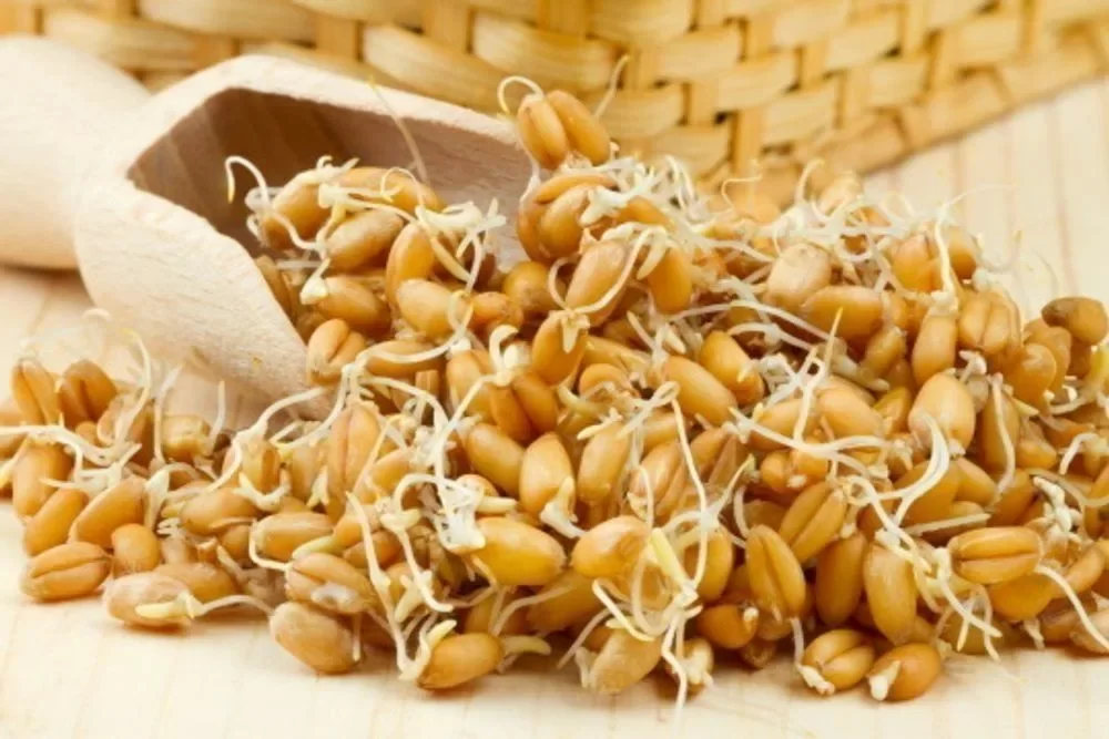 Seed Biology: вещества из ростков пшеницы продлили жизнь плодовым мушкам