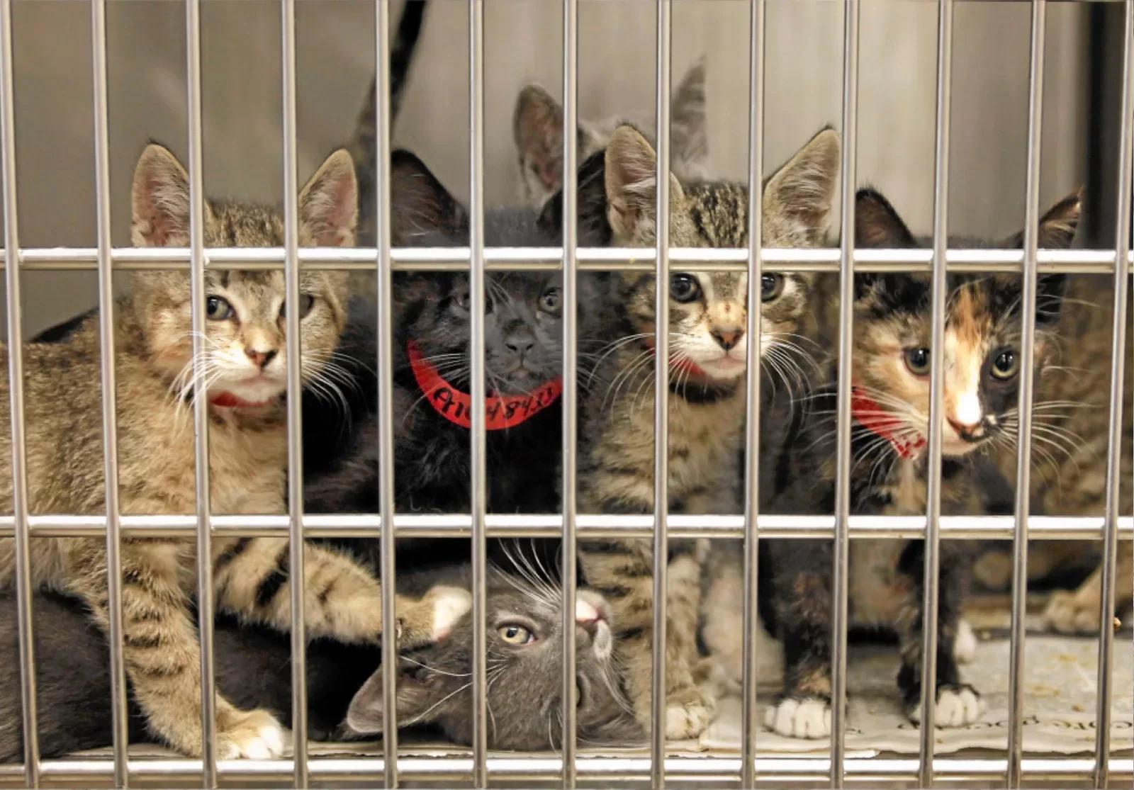 Ветврач Онуфриенко: учет животных поможет призвать владельцев к ответственности