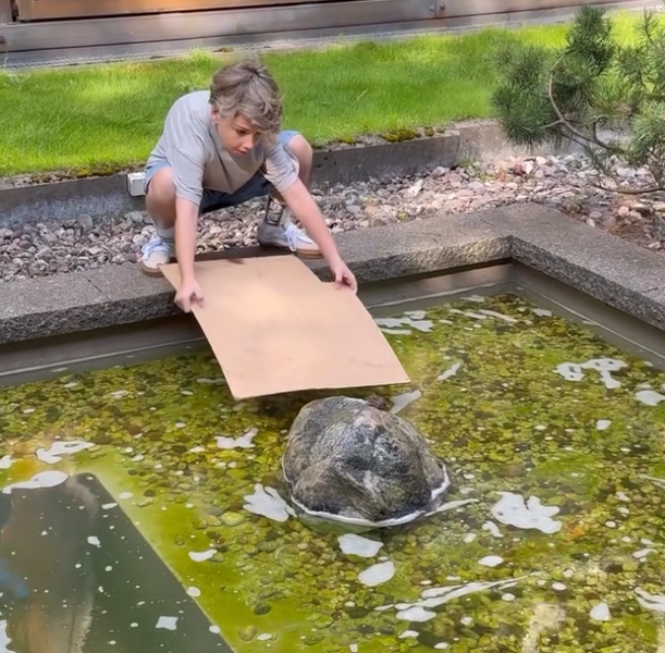 Юморист Галкин показал, что его дети спасли полевую мышь из пруда