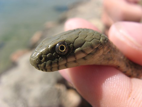 В израильском аэропорту у контрабандиста изъяли 140 рептилий и скорпионов