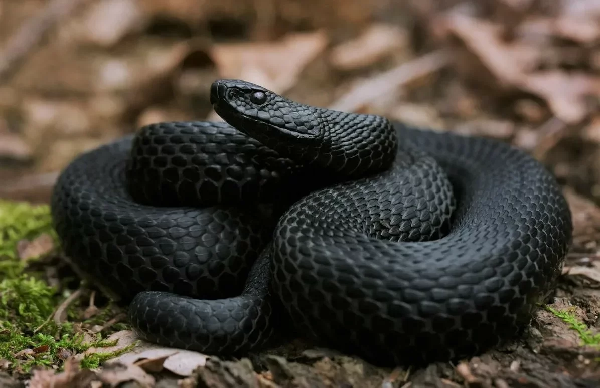 В Самарской области женщина перепутала шланг с гадюкой и оказалась в больнице