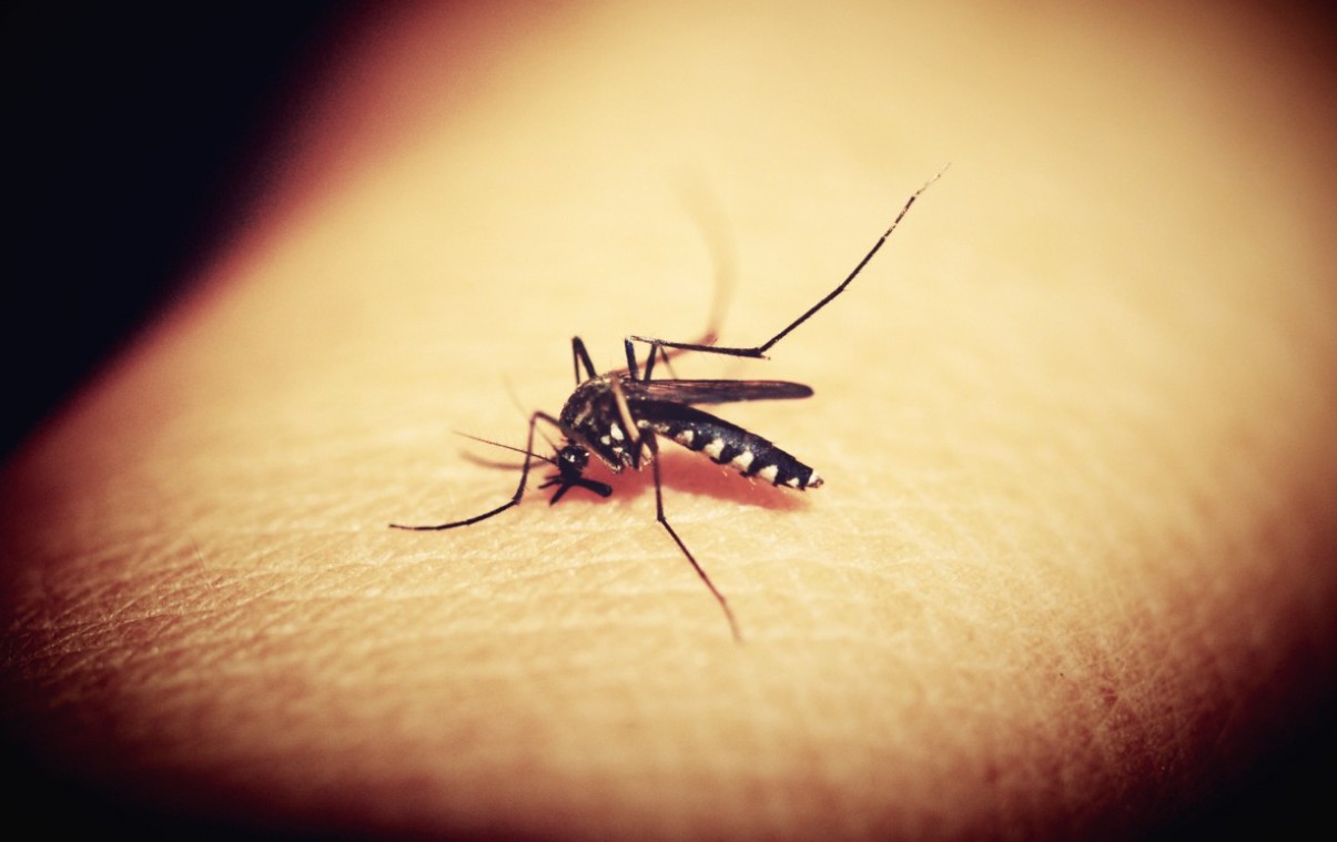 Россия разрабатывает вакцину от лихорадки чикунгунья