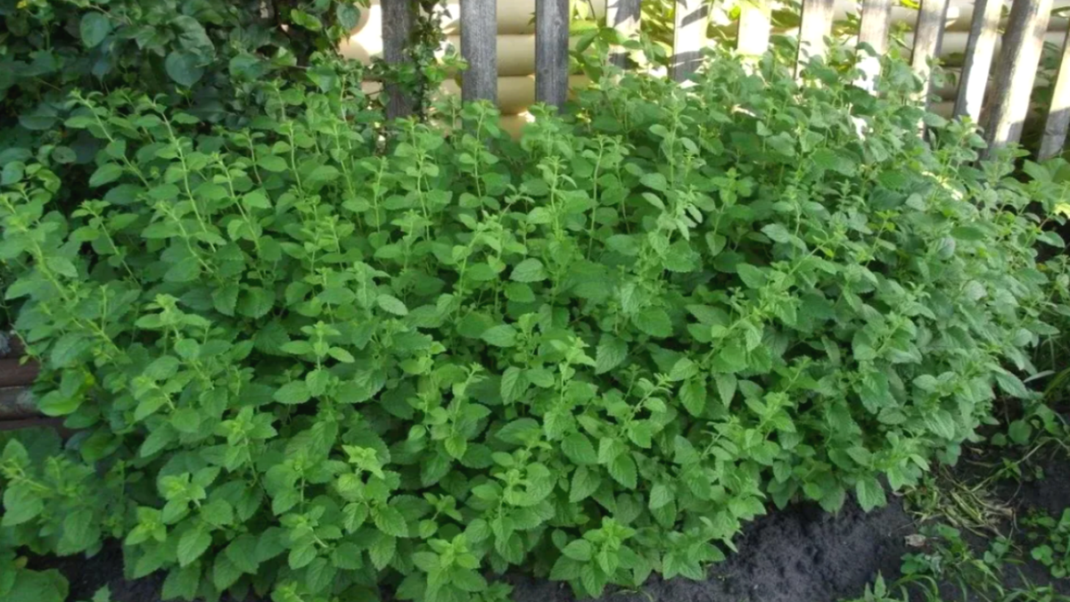 Эксперт Суслянок: мята может привести к снижению половой активности у мужчин