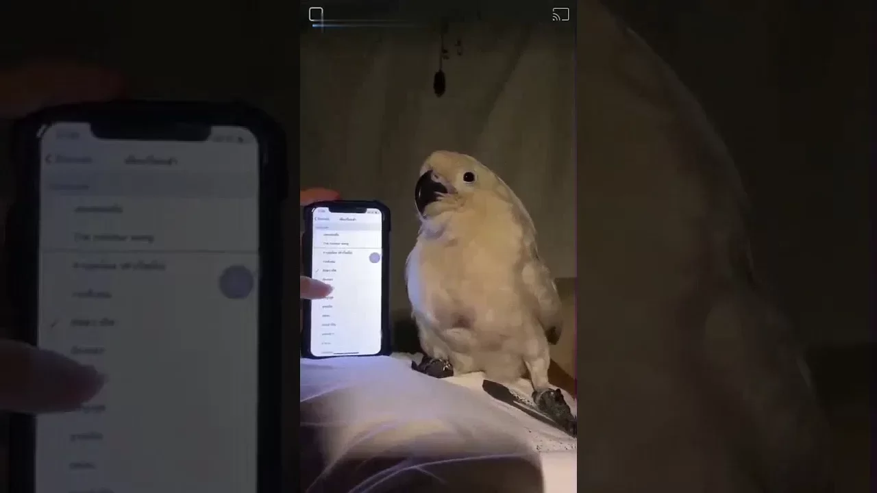 Newsweek: в TikTok завирусился издающий звуки будильника в iPhone попугай