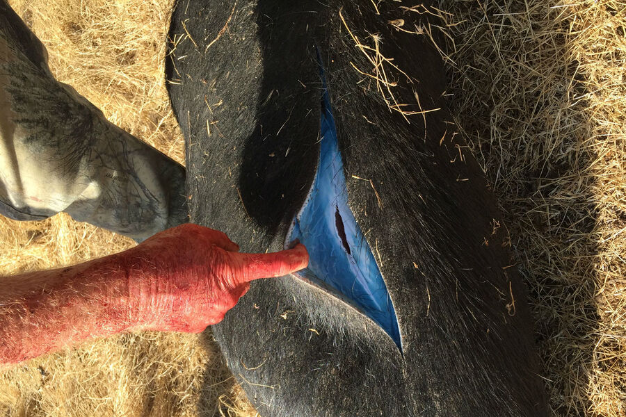 LATimes: охотников в Калифорнии напугало синие мясо диких свиней