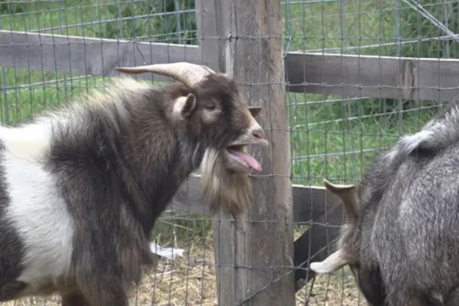 Metro: в США звуки, издаваемые козлом, приняли за крик женщины