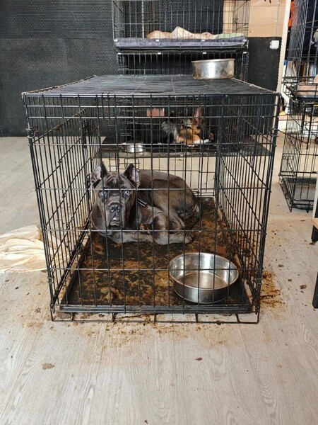 Super: Mona и других блогеров обвинили в саморекламе из-за ситуации с зоогостиницей