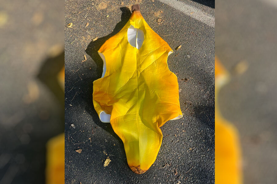 Ситидрайв перечислил 12 необычных вещей, забытых в каршеринге