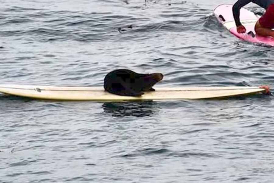 В США выдра нападает на серферов и крадет их доски