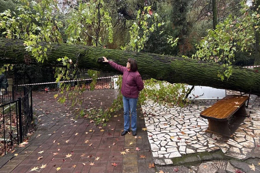 В Сочи упал 130-летний ликвидамбр из исторической аллеи Дендрария