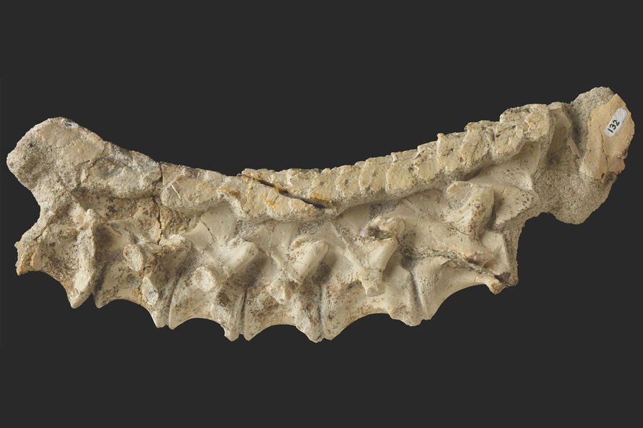 PLOS ONE: в Румынии нашли скопление костей динозавров возрастом 72 миллиона лет