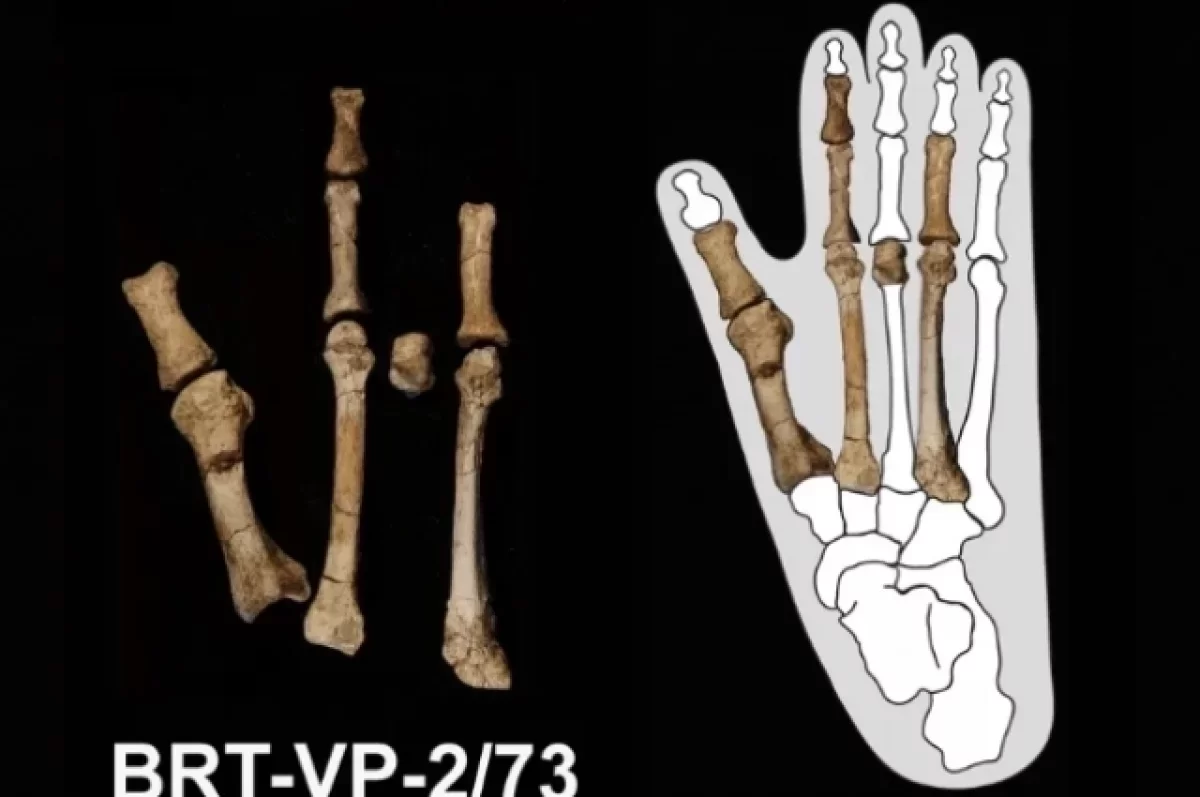 Ученые из США выяснили, чью ногу возрастом в 3,5 млн лет нашли в Эфиопии