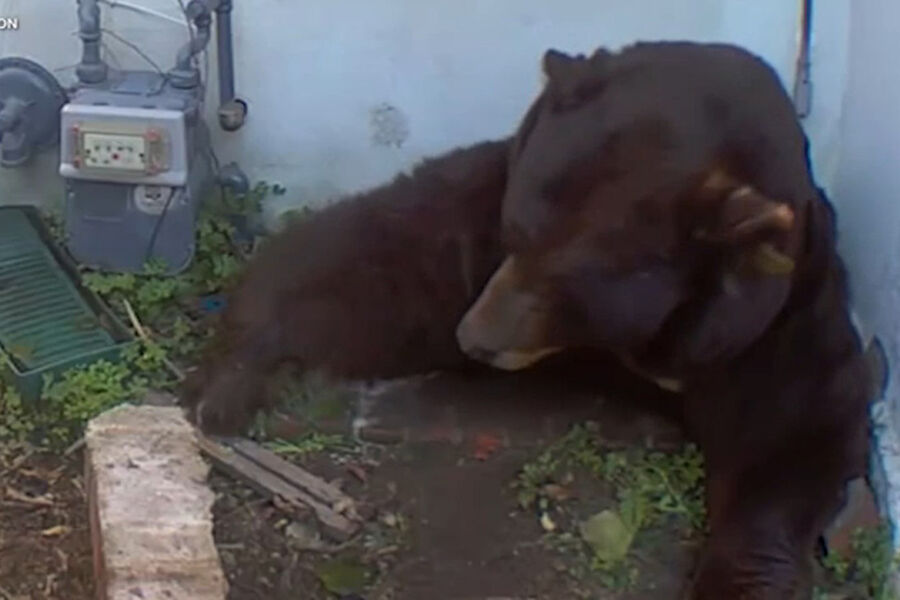 ABC: под домом калифорнийца обосновался 225-килограммовый медведь