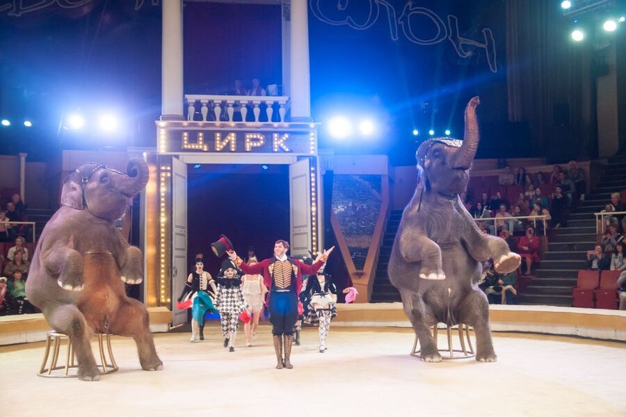 Гендиректор Росгосцирка Беляков: хищные животные и слоны вызывают наибольший ажиотаж