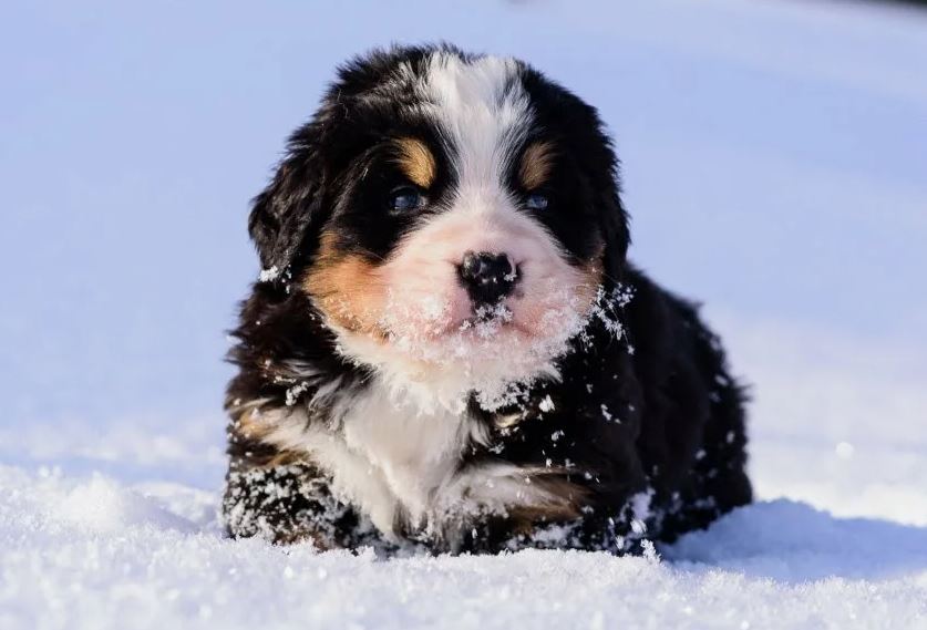 Кинолог Карапетьянц: чихуахуа и той-терьеры хуже всего переносят холод