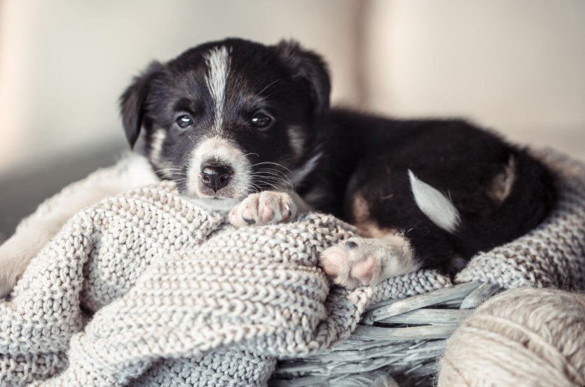 Женщина из Колифорнии поделилась опытом клонирования собаки и его влиянием на жизнь