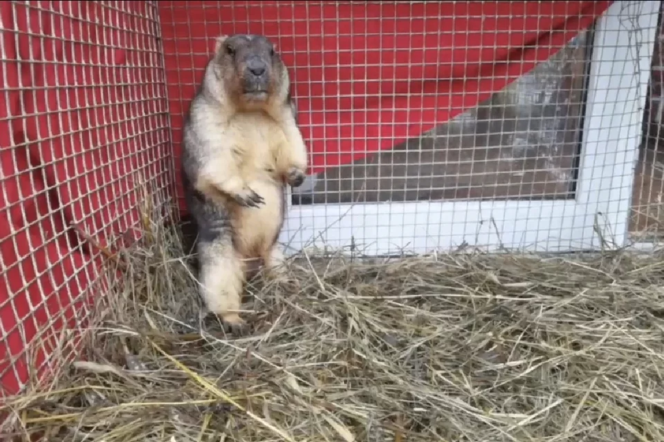 Синоптик Позднякова: предсказание сурка Филимона на приход весны не повлияет