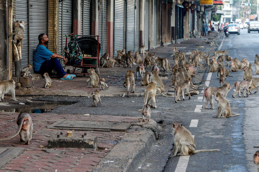 Роспотребнадзор призвал не контактировать с грызунами и приматами за границей