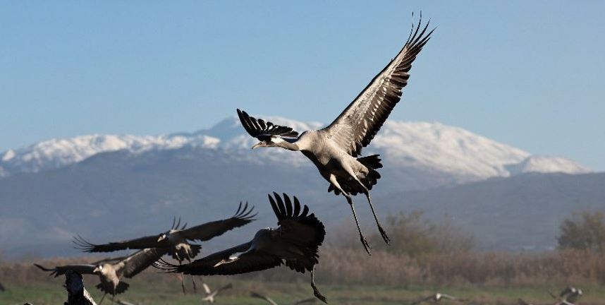 Конфликт на Ближнем Востоке угрожает миграции российских птиц