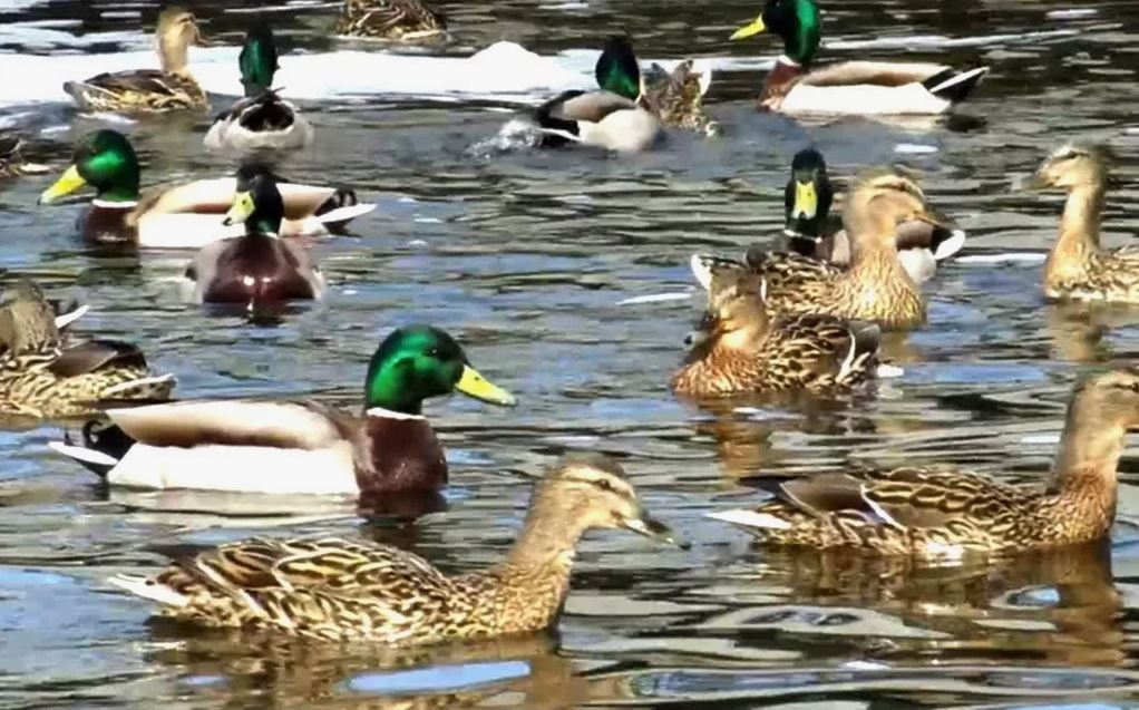 Необычное поведение уток: хищничество как реакция на экологический стресс
