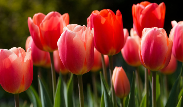 Мужчины готовы потратить на подарки к 8 Марта от 5 до 15 тысяч рублей