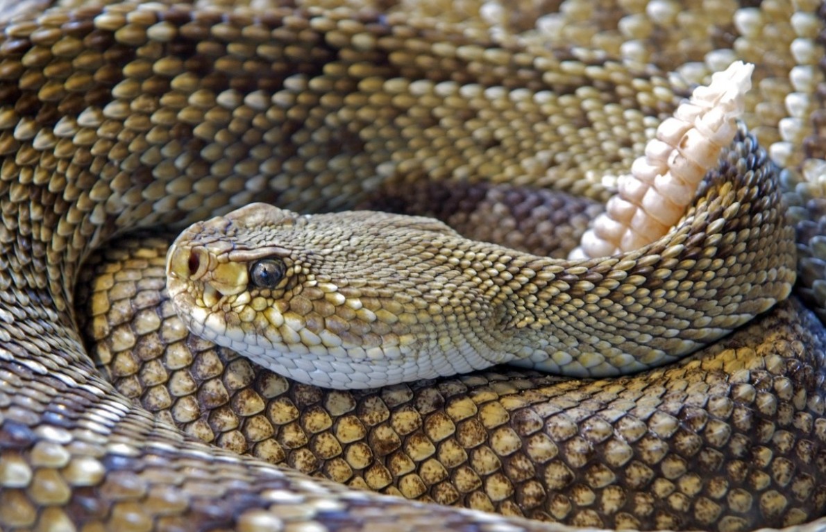 Индийские пограничники рассматривают использование рептилий для охраны границ