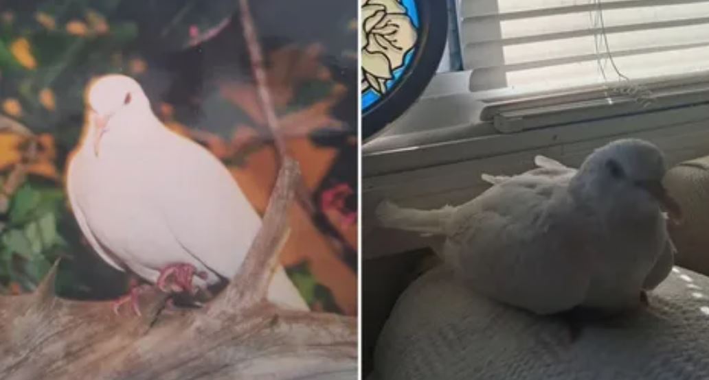 Голубь по имени Шугар: рекорд долгожительства в 43 года